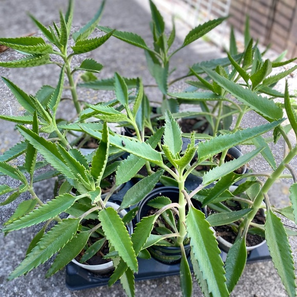 Plants - Picture 3 of 7